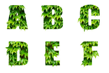 Volumetric letters of the alphabet from green leaves
