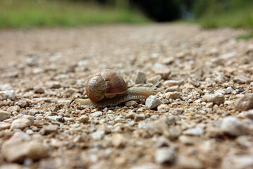 Close up of a snail with a snail shell slowly crossing a rocky path