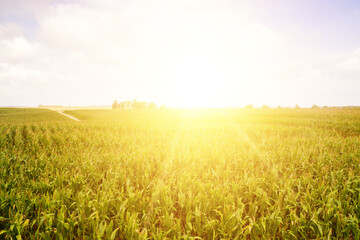 Field of young sunflowers in sunset.