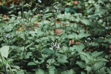 Obraz premium Mariposa