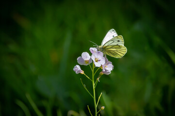 Green-veined White butterfly on a Cuckoo flower