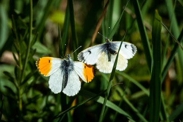 Male and female Orange-tip butterflies