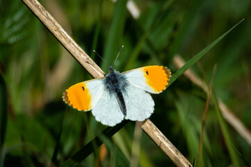 Male Orange-tip butterfly on a wooden stem