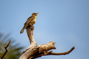 White-chested orange thrush with harmonic singing on September mornings in Brazil