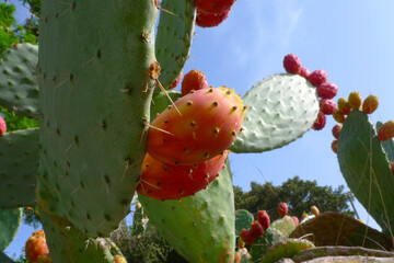 Cactus fruit in Sicily, Italy
