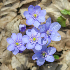 Little blue forest flowers in spring