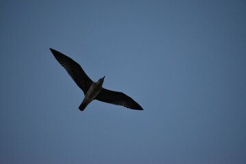 mouette