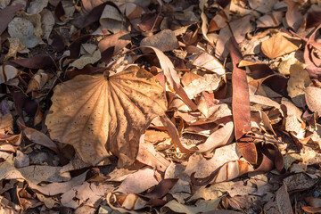 Brown autumn leaves on the ground