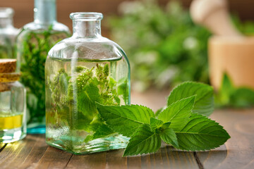 Bottles of mint essential oil, tincture or infusion and peppermint leaves. Blossom spearmint plants on background © chamillew