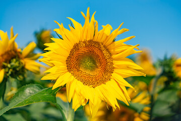 Naklejka premium Floral agricultural yellow sunflower. Sunny beautiful natural field blooming botany.