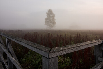 Birch tree and foggy reed landscape in the early morning at Federseesteg in Bad Buchau, Germany.