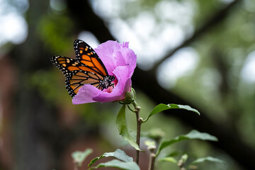 Monarch butterfly in Rose of Sharon flower covered in pollen