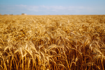 Agriculture landscape with ears of golden wheat. Autumn harvest.