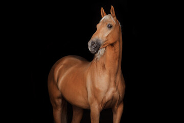 Fototapeta na wymiar The Nightingale Horse portrait black background