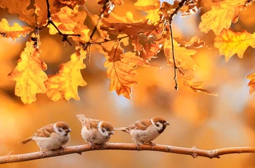 Zelfklevend Fotobehang kleine grappige vogels zitten in de herfsttuin tussen het gouden gebladerte © nataba