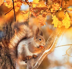 Schilderijen op glas cute animal squirrel with a fluffy tail sits in an autumn park and nibbles a nut among the golden foliage © nataba
