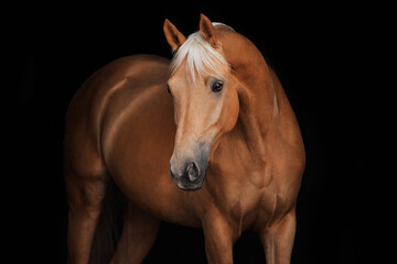 Obraz na płótnie Canvas The Nightingale Horse portrait black background