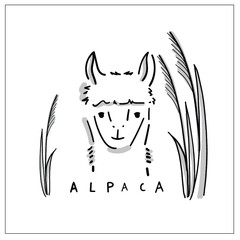 Sweet alpaca vector illustration in hand-drawing. Cute animal head shot picture with hand lettering - Alpaca - 