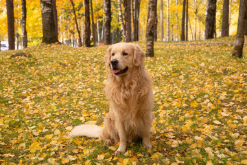 A dog, a Golden Retriever, walks in the autumn park.