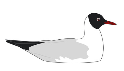 Black headed gull