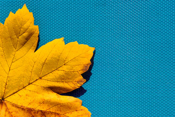  autumn leaf on the blue, turquoise background . Abstract background of leaf. The concept of  fall, autumn.Copy space