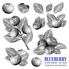 Blueberry Fruit, Hand Draw Vector, Engraved illustration, Retro vintage, Berry Fruit, Separated layer, Isolated on white background