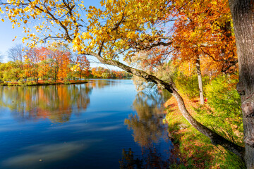 Fototapeta na wymiar Autumn foliage and Grand pond in Catherine park, Pushkin (Tsarskoe Selo), Saint Petersburg, Russia