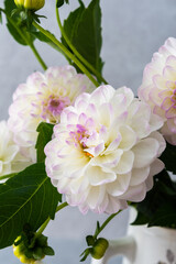 Beautiful autumn bouquet of spherical dahlias close-up on a gray wall background