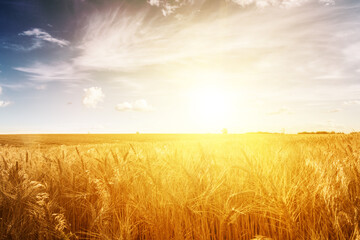 Wheat field at sunset. Ears closeup.