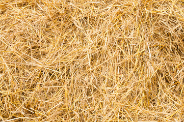 Golden yellow straw dried to perfection.