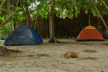 A dog sleeps infront of tents