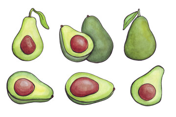 Set of watercolor avocados. Whole and half an avocado. Vector beautiful picture. Fruits vegetables.