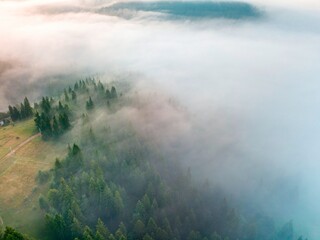 Fototapeta premium A thin layer of fog floats across the ridge at dawn. Fir trees grow on the slope. Ukrainian Carpathians in the morning. Aerial drone view.