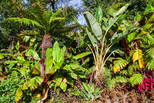 Musa Basjoo a popular banana tree grown in gardens for its lush tropical foliage on the plant, stock photo image