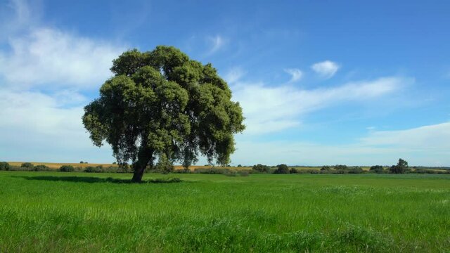 Spring foliage of a common and oak tree with a blue sky background in field and countryside scenery. Panorama of a mountain with a Quercus robur, a beautiful landscape at Spain-Dan