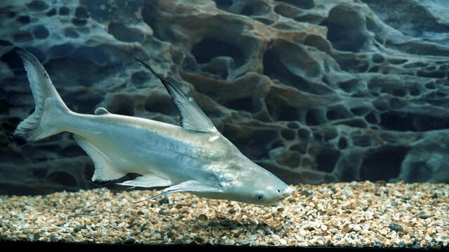 Shark catfish Pangasianodon hypophthalmus swims in the aquarium