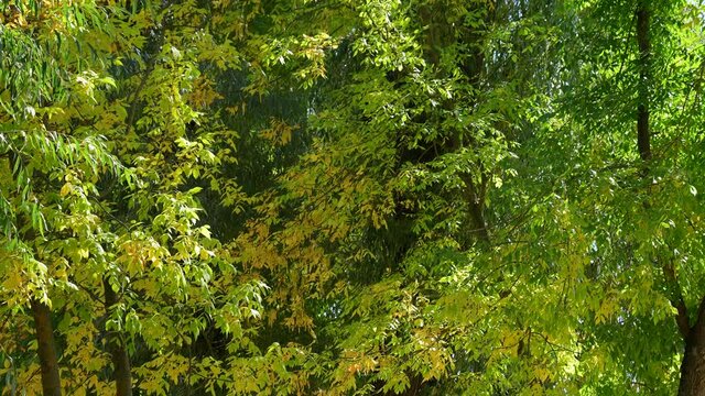 4k video footage of many leafy trees with green and yellow seasonal autumn leaves