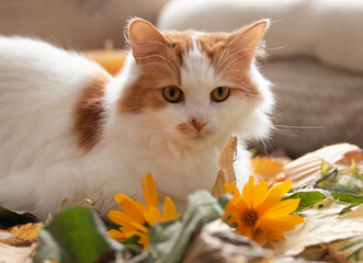 Beautiful white furry cat at home in autumn