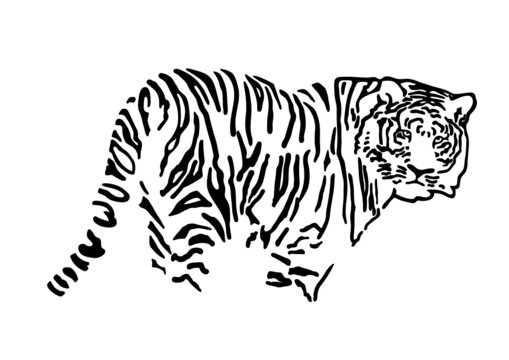 tigre