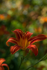 flower love