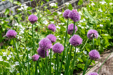 Chives (Allium schoenoprasum) a spring summer flowering plant with a pink purple flower grown in a vegetable garden for use as a herb in cooking, stock photo image