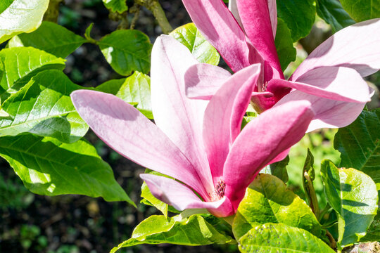 Magnolia Liliiflora 'Nigra' a summer flowering tree shrub plant with purple red summertime flower blossom commonly known as black lily magnolia, stock photo image