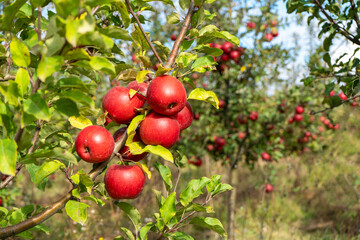 Ripe apple in orchard ready for picking close-up