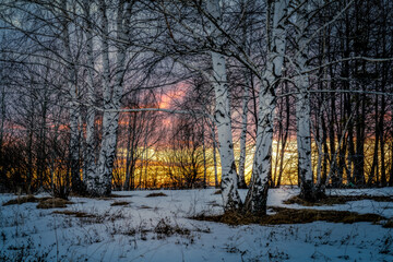 The end of winter or early spring, the thawing in the birch grove is already visible against the...