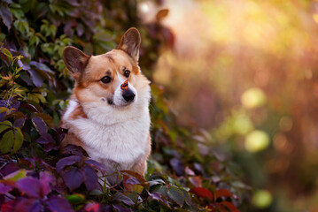 a cute corgi dog is sitting in an autumn garden among the bright foliage of grapes with a butterfly on his nose