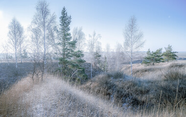 Frosty winter, all the trees, bushes and grass growing on the hillside are covered with prickly frost