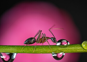 ant drinking water