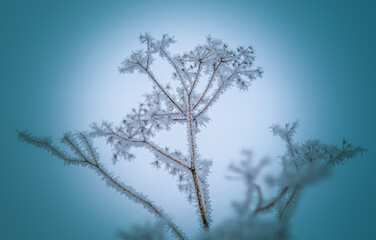 Prickly weed, close-up, covered with prickly frost in severe frost on a blue background