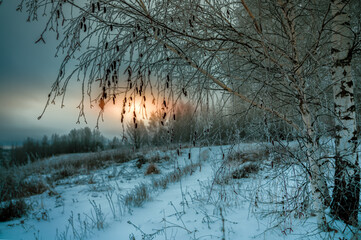 A frozen birch tree growing on the edge of a ravine on a cold winter evening against the backdrop of a sunset