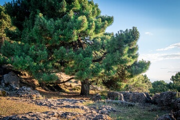 Big pine in the Sierra de Cazorla. Jaen. Spain